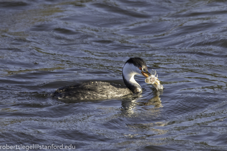 palo alto baylands 2019